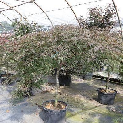 Acer palmatum var. dissectum Tamukeyama