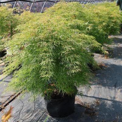 Acer palmatum var. dissectum Viridis