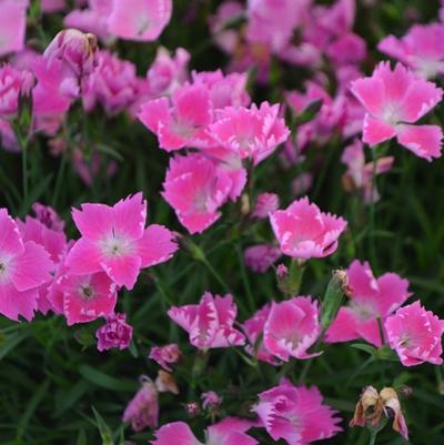 Dianthus gratianopolitanus Kahori&reg; Pink
