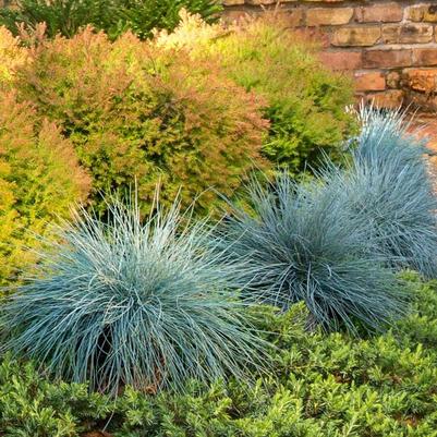 Festuca glauca Beyond Blue&trade;