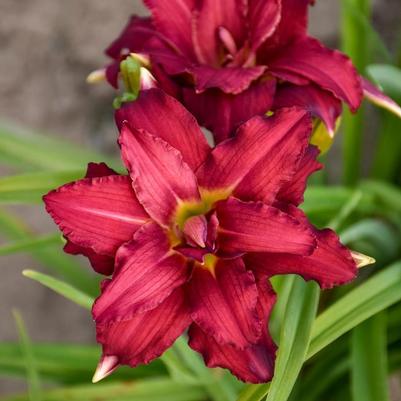 Hemerocallis Double Pardon Me