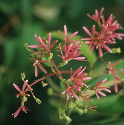 Heptacodium miconioides 