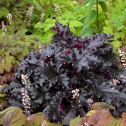 Heuchera Black Taffeta