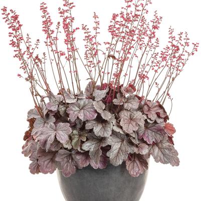 Heuchera Dolce&reg; Silver Gumdrop
