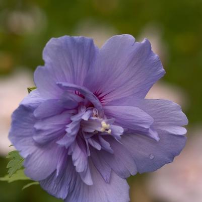 Hibiscus syriacus Blue Chiffon&reg;