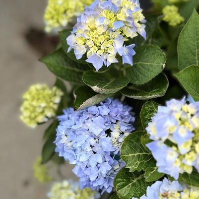Hydrangea macrophylla Let's Dance&reg; Blue Jangles&reg;