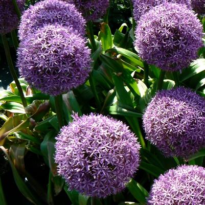 Allium giganteum Globemaster