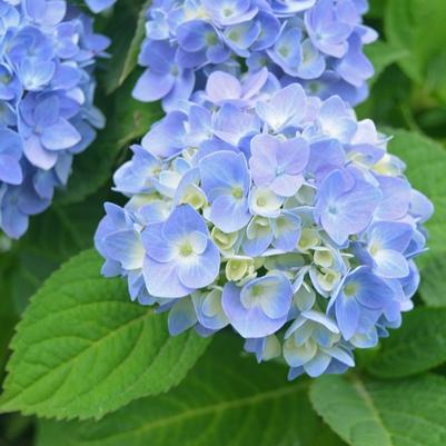 Hydrangea macrophylla Nantucket Blue&trade;
