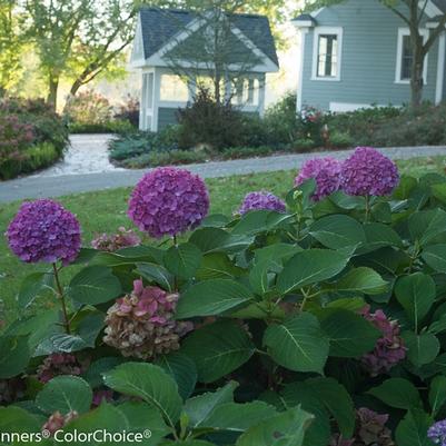 Hydrangea macrophylla Let's Dance&reg; Rave&reg;
