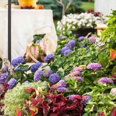 Hydrangea macrophylla Let's Dance&reg; Rhythmic Blue&reg;