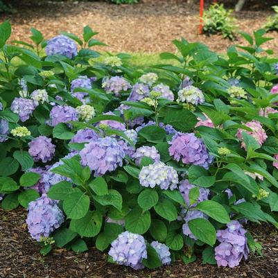 Hydrangea macrophylla Let's Dance&reg; Sky View&reg;