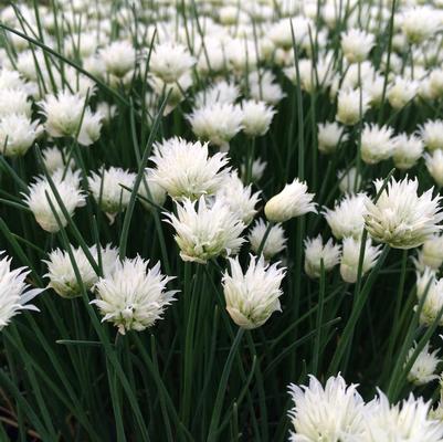 Allium schoenoprasum Snowcap