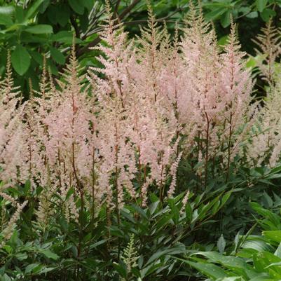 Astilbe x arendsii Sister Theresa