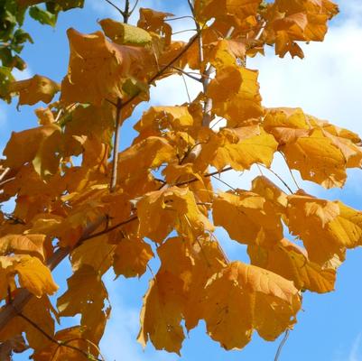 Acer nigrum Greencolumn