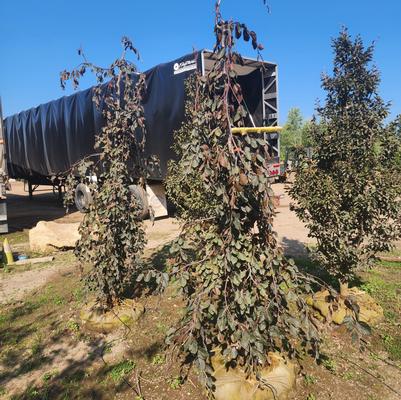 Fagus sylvatica Purple Fountain