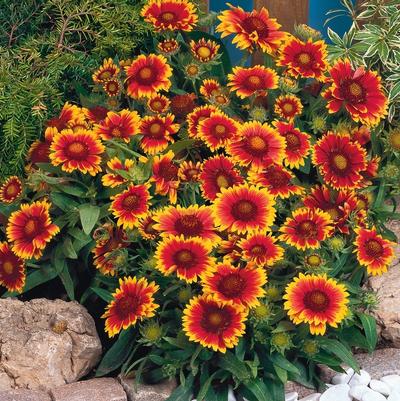 Gaillardia Arizona Sun