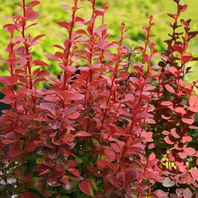 Berberis thunbergii Orange Rocket
