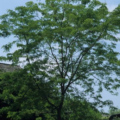 Gleditsia triacanthos var. inermis Sunburst&reg;
