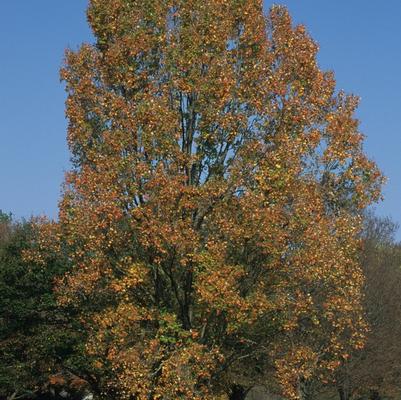 Acer rubrum Armstrong II