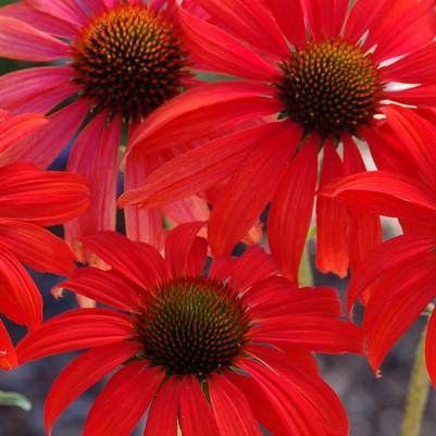 Echinacea Prairie Stars&trade; Tomato Soup