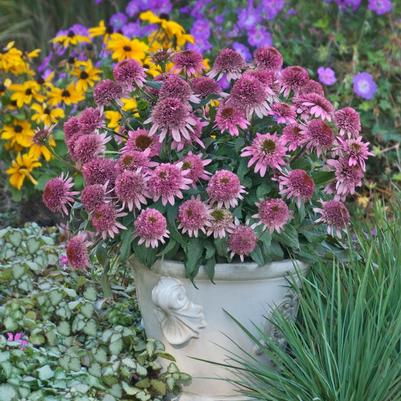 Echinacea purpurea Cone-fections&trade; Butterfly Kisses