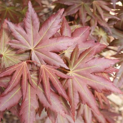 Acer palmatum Hot Chana&trade;