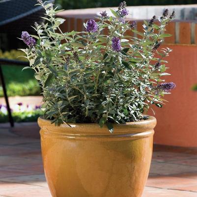 Buddleia Flutterby Petite&reg; Blue Heaven