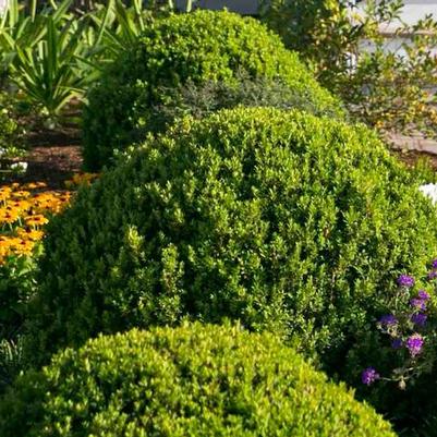 Buxus microphylla var japonica Baby Gem&trade;