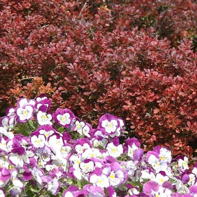Berberis thunbergii Atropurpurea