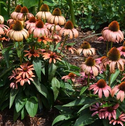 Echinacea Butterfly&trade; Julia