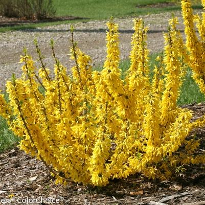 Forsythia x intermedia Show Off&reg; Sugar Baby&reg;