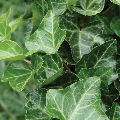 Hedera helix Thorndale