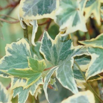Hedera helix Yellow Ripple