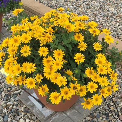 Heliopsis helianthoides Tuscan Gold&trade;
