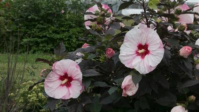 Hibiscus Summerific&reg; Perfect Storm