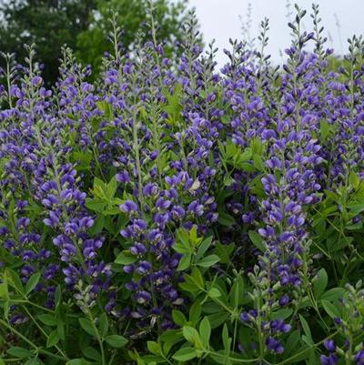 Baptisia Decadence&reg; Blueberry Sundae