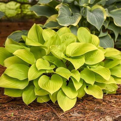 Hosta Fire Island