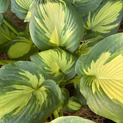 Hosta Great Expectations