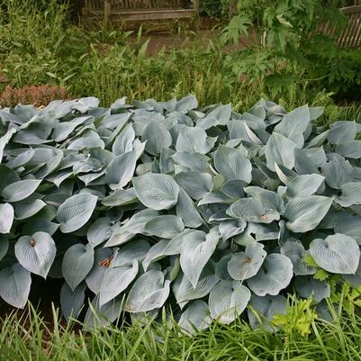 Hosta Halcyon