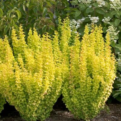Berberis thunbergii Sunjoy Gold Pillar&reg;