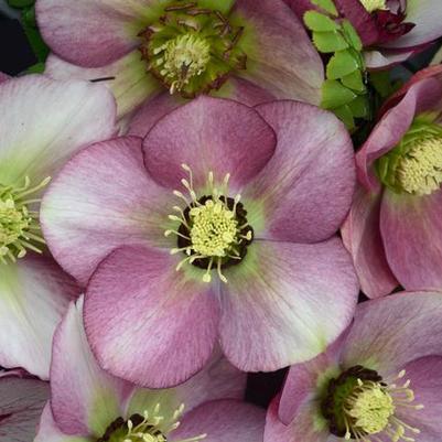 Helleborus Honeymoon&reg; Paris in Pink