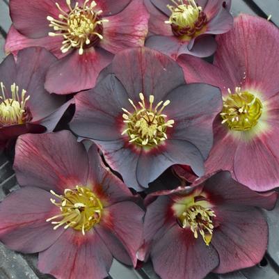 Helleborus Honeymoon&trade; Rome in Red