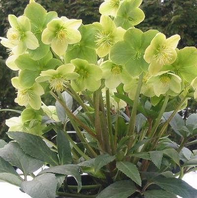 Helleborus niger Winter Magic&trade; Snow Love
