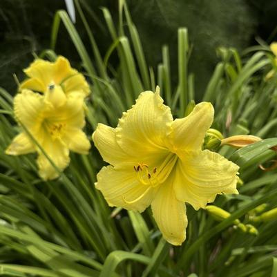 Hemerocallis Big Time Happy