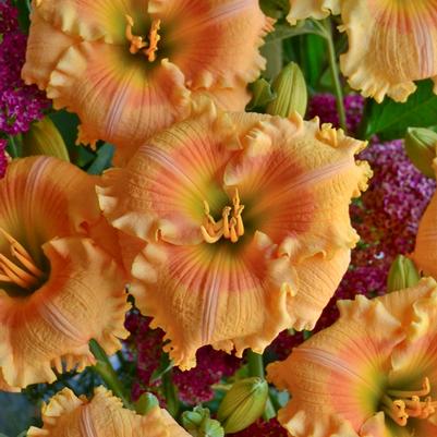 Hemerocallis Rainbow Rhythm&reg; Orange Smoothie