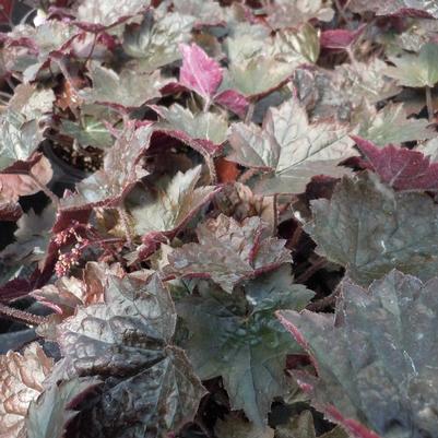 Heuchera Blackout