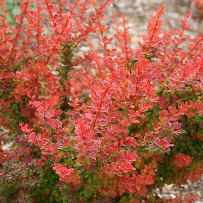 Berberis thunbergii Sunjoy Tangelo&reg;