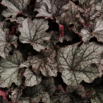 Heuchera Carnival Plum Crazy