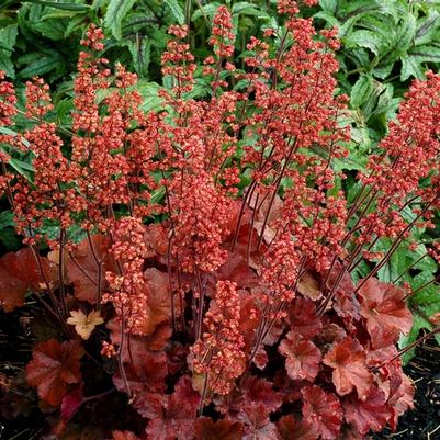 Heuchera Soda&trade; Cherry Cola