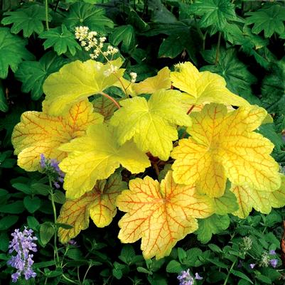 Heuchera Electric Lime